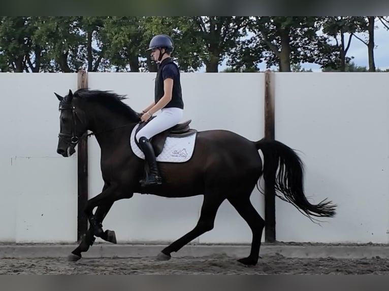 KWPN Castrone 8 Anni 166 cm Baio nero in Waddinxveen