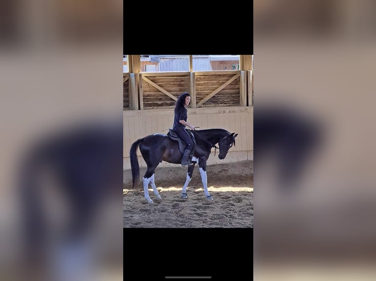 KWPN Castrone 8 Anni 167 cm Baio scuro in Rankweil