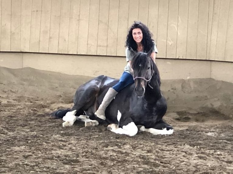 KWPN Castrone 8 Anni 167 cm Baio scuro in Rankweil