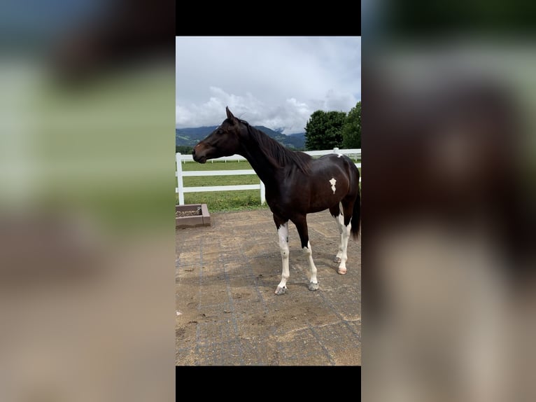 KWPN Castrone 8 Anni 167 cm Baio scuro in Rankweil