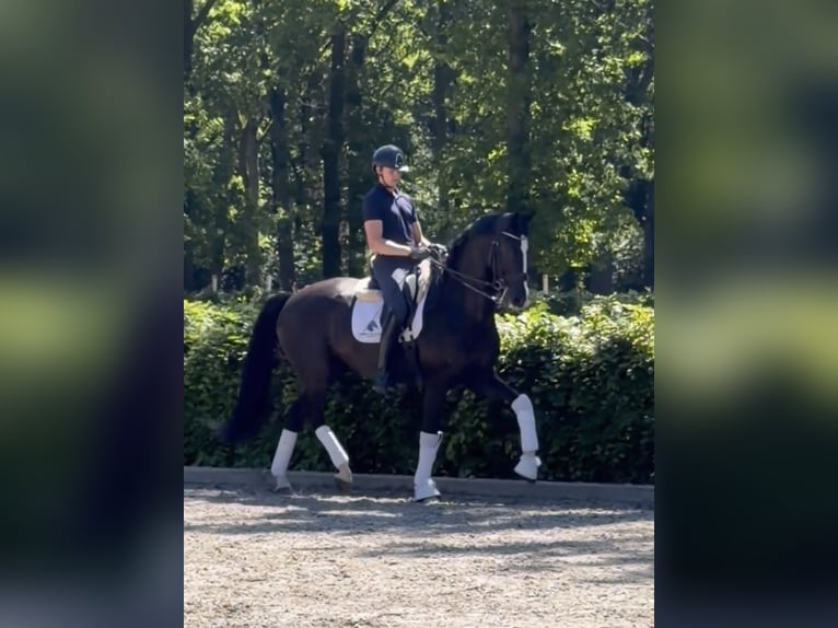 KWPN Castrone 8 Anni 167 cm Morello in Weert