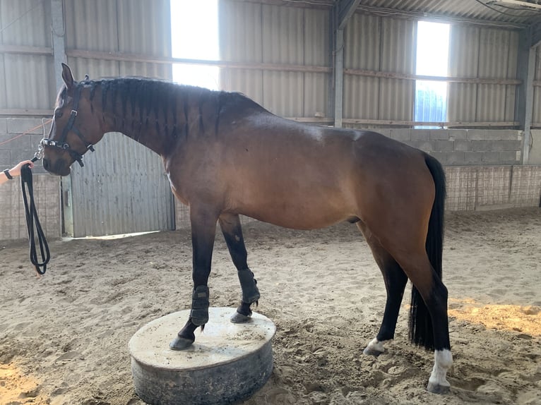 KWPN Castrone 8 Anni 168 cm Baio in Weeze