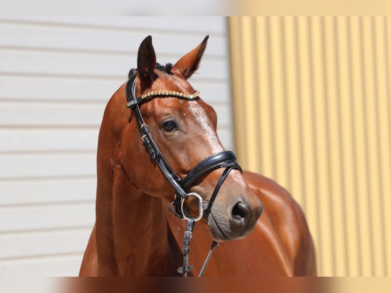 KWPN Castrone 8 Anni 168 cm Baio in Erftstadt