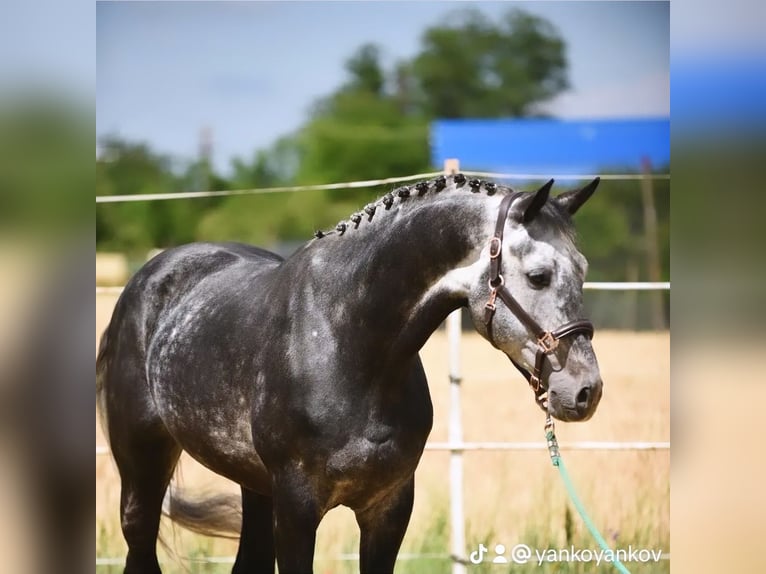 KWPN Castrone 8 Anni 168 cm Grigio ferro in Loncin