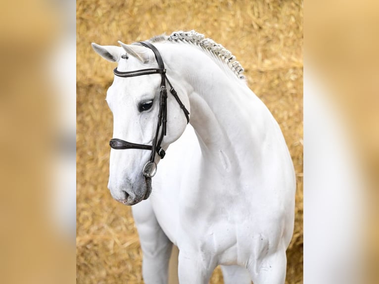 KWPN Castrone 8 Anni 169 cm Grigio in Bladel