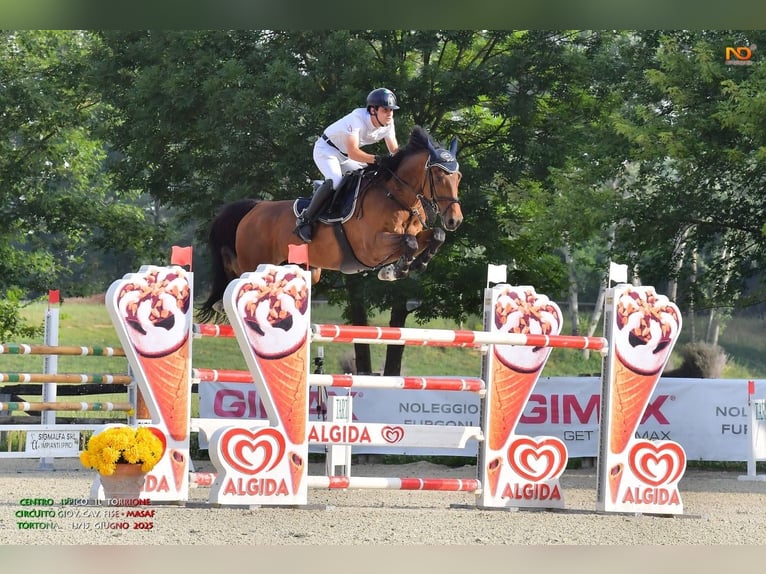 KWPN Castrone 8 Anni 170 cm Baio in Lisanza