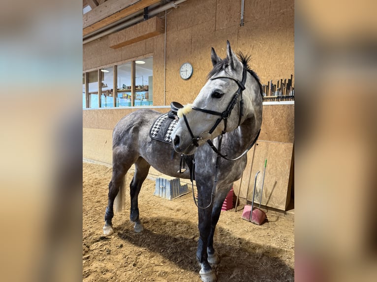 KWPN Castrone 8 Anni 170 cm Grigio in Gaicht