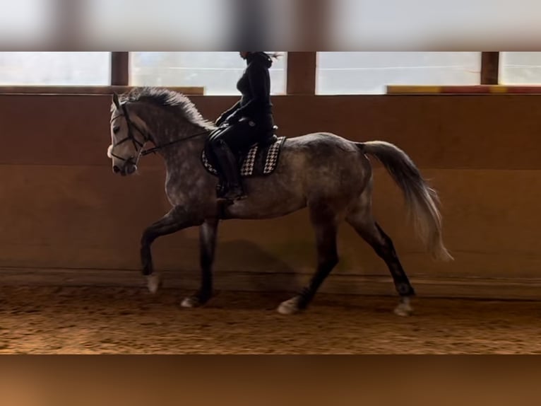 KWPN Castrone 8 Anni 170 cm Grigio in Gaicht