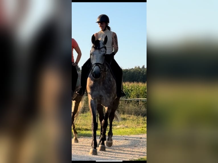 KWPN Castrone 8 Anni 170 cm Grigio in Gaicht