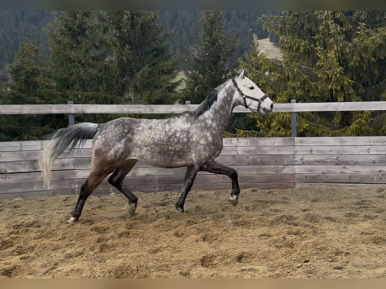 KWPN Castrone 8 Anni 170 cm Grigio in Gaicht