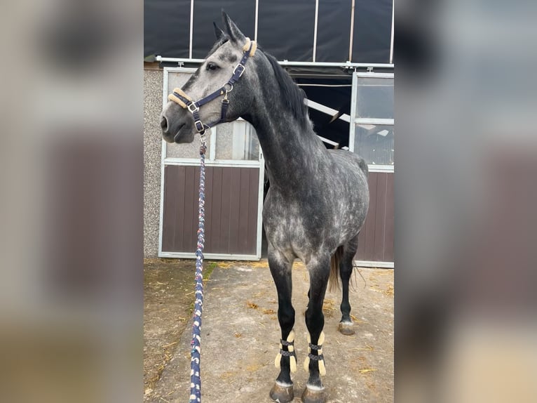 KWPN Castrone 8 Anni 170 cm Grigio in Fosses-La-Ville