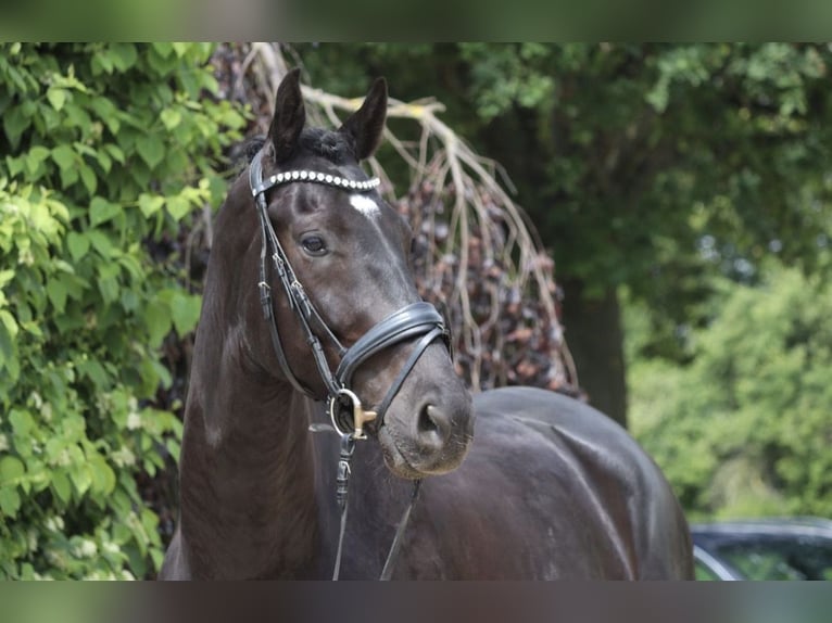 KWPN Castrone 8 Anni 170 cm Morello in Erftstadt