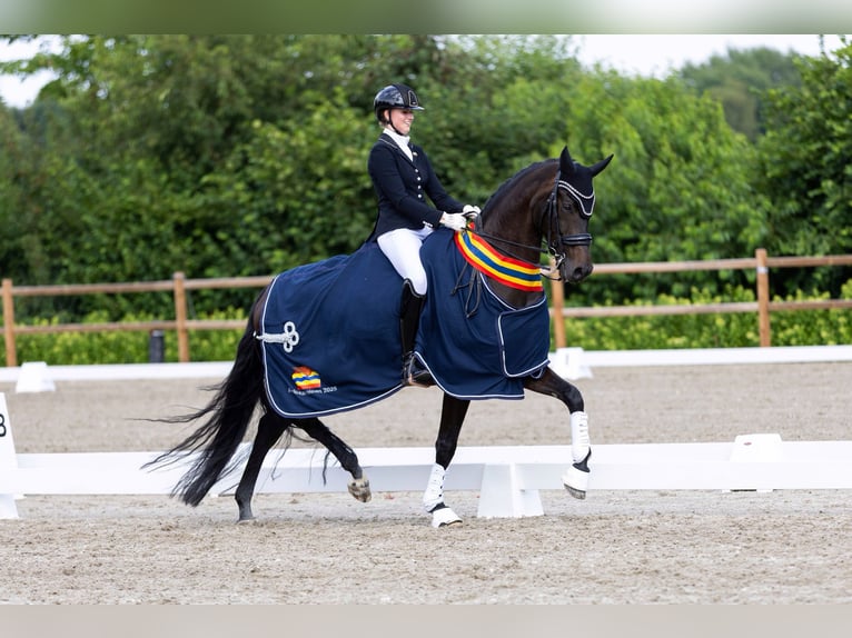 KWPN Castrone 8 Anni 171 cm Baio scuro in Genemuiden