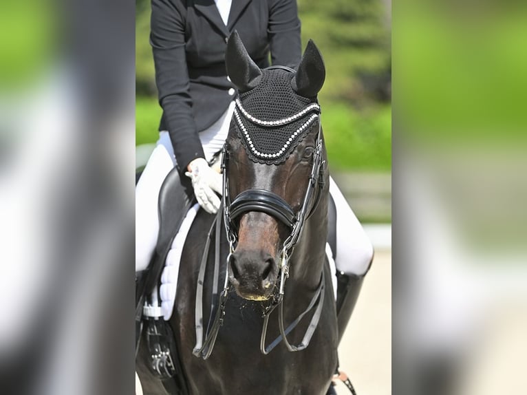 KWPN Castrone 8 Anni 171 cm Baio scuro in Genemuiden