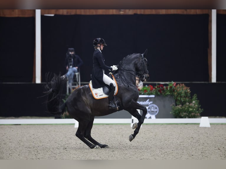 KWPN Castrone 8 Anni 171 cm Baio scuro in Genemuiden