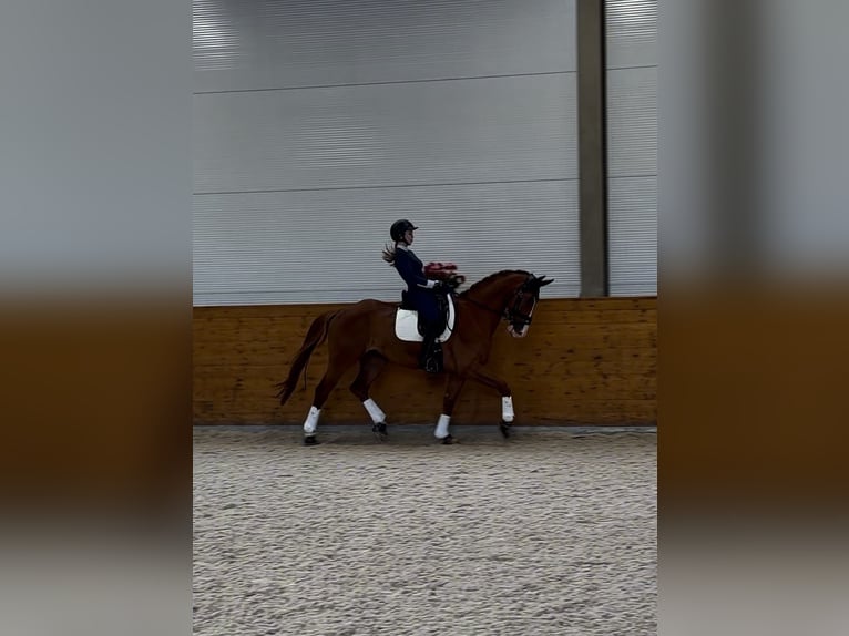 KWPN Castrone 8 Anni 171 cm Sauro scuro in Сходня 1