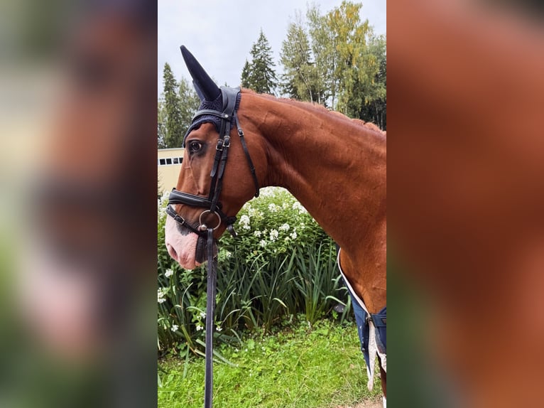 KWPN Castrone 8 Anni 171 cm Sauro scuro in Сходня 1