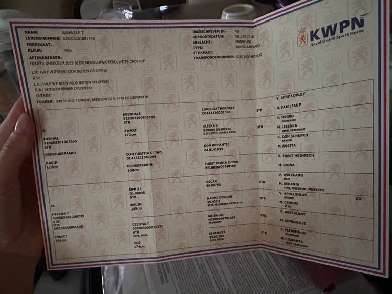KWPN Castrone 8 Anni 171 cm Sauro scuro in Сходня 1