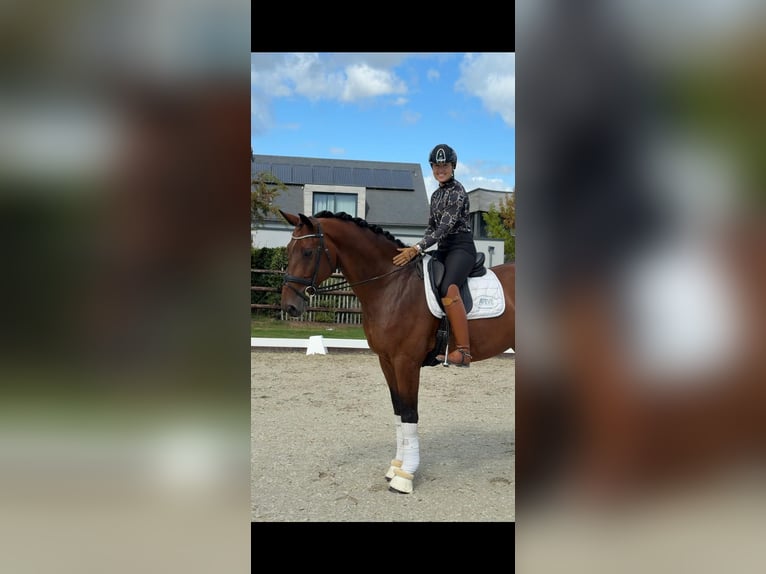KWPN Castrone 8 Anni 172 cm Baio in Sankt Vith