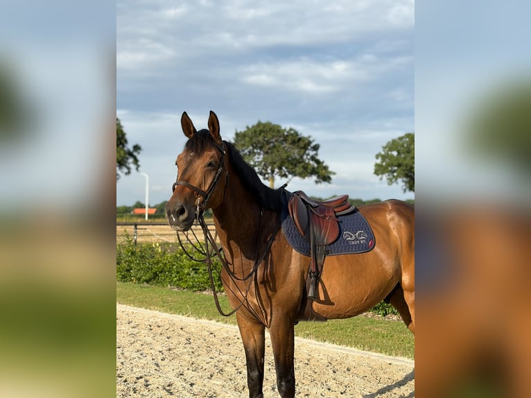 KWPN Castrone 8 Anni 172 cm Baio in Neerkant