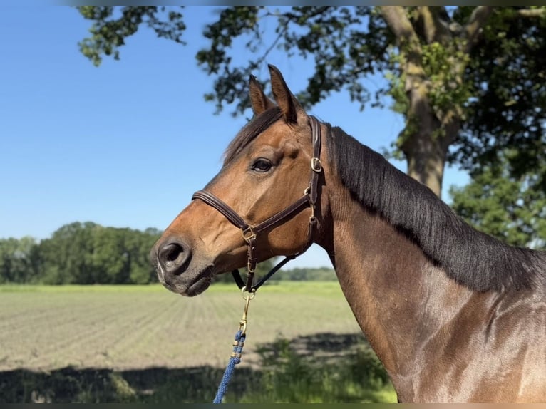 KWPN Castrone 8 Anni 172 cm Baio in Neerkant
