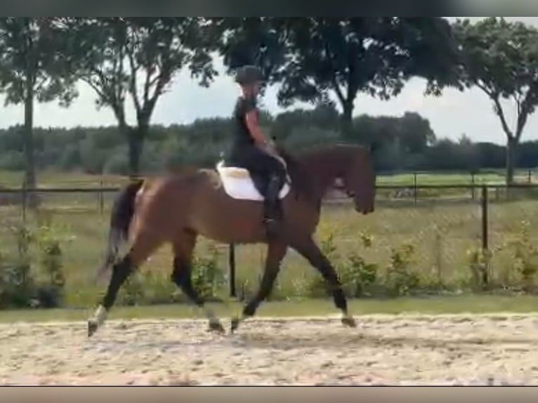 KWPN Castrone 8 Anni 172 cm Baio in Neerkant
