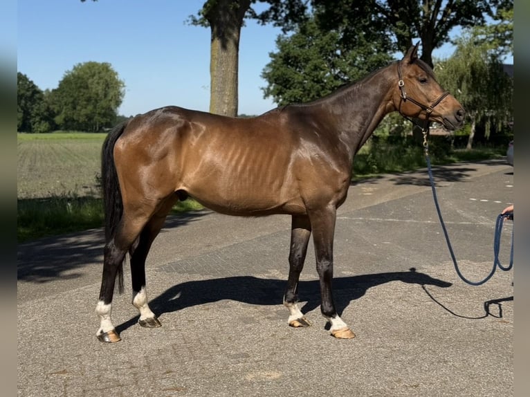KWPN Castrone 8 Anni 172 cm Baio in Neerkant