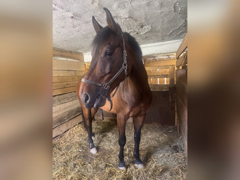 KWPN Castrone 8 Anni 172 cm Baio in Weinitzen