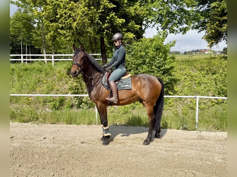 KWPN Castrone 8 Anni 172 cm Baio scuro in Pelmberg