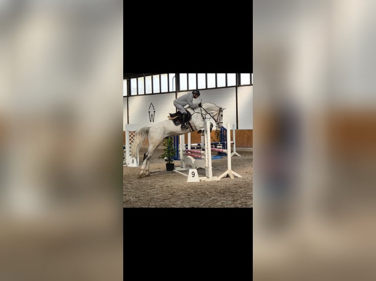 KWPN Castrone 8 Anni 172 cm Grigio in Groningen