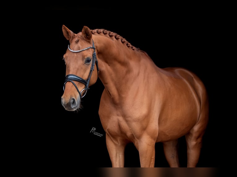 KWPN Castrone 8 Anni 172 cm Sauro in Goch