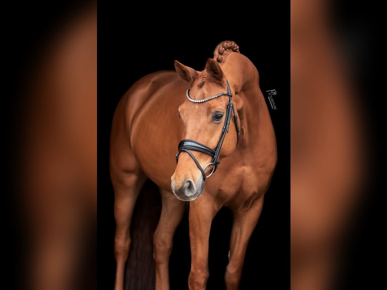 KWPN Castrone 8 Anni 172 cm Sauro in Goch