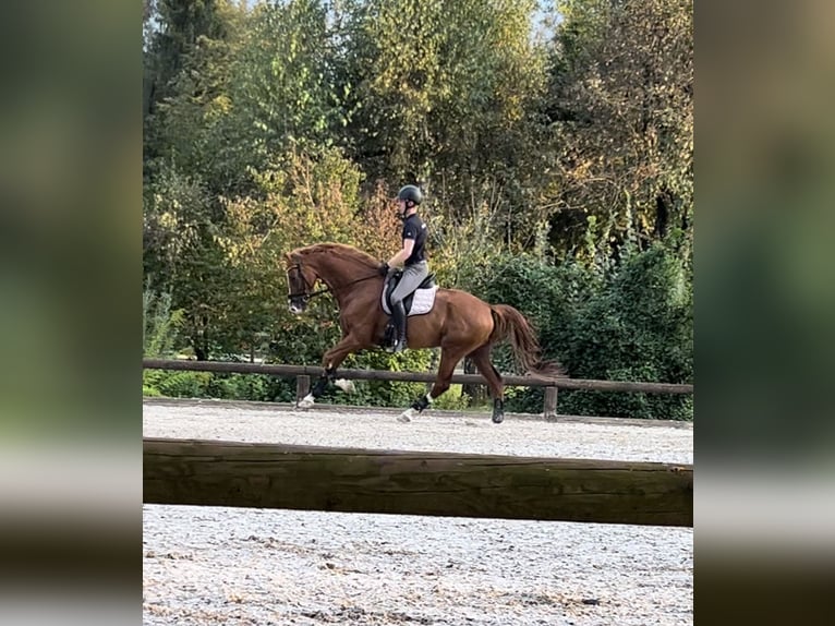 KWPN Castrone 8 Anni 173 cm Sauro in Finsing