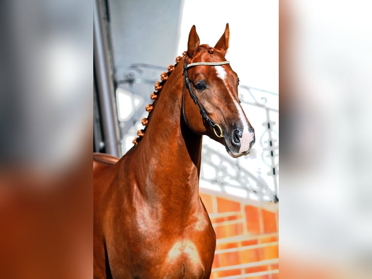 KWPN Castrone 8 Anni 173 cm Sauro scuro in Jaunmarupe