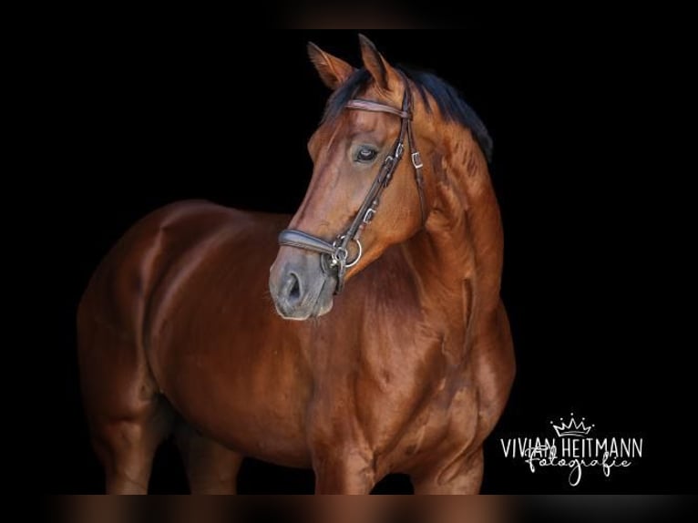 KWPN Castrone 8 Anni 174 cm Baio in Hamminkeln