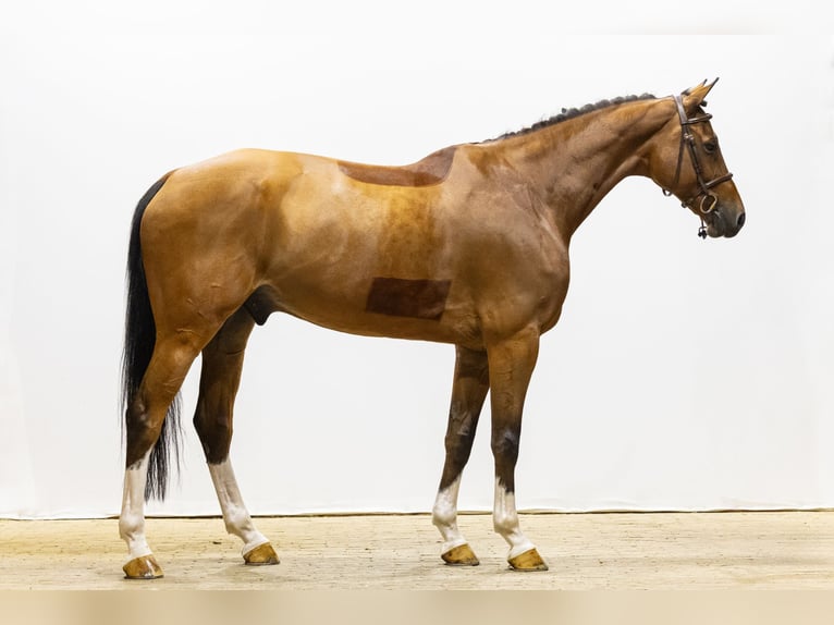KWPN Castrone 8 Anni 174 cm Baio in Waddinxveen