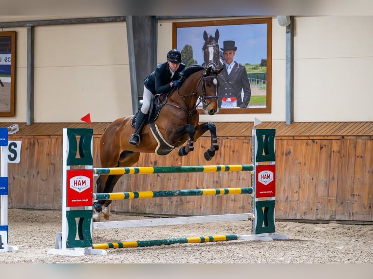 KWPN Castrone 8 Anni 174 cm Baio ciliegia in Radzionków