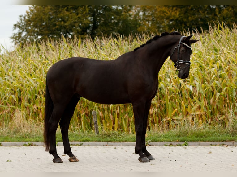 KWPN Castrone 8 Anni 174 cm Morello in De Wilp