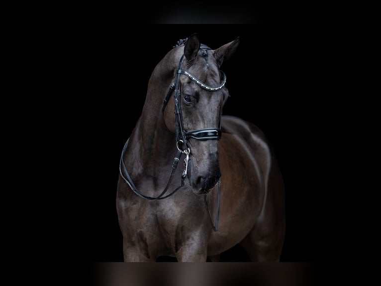 KWPN Castrone 8 Anni 174 cm Morello in Kwadijk