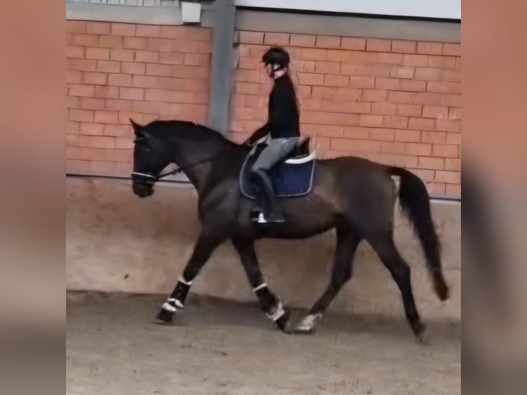 KWPN Castrone 8 Anni 176 cm Baio in Salzbergen