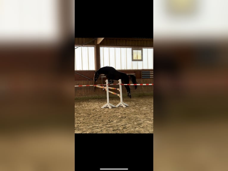 KWPN Castrone 8 Anni 178 cm Baio in Lübberstedt