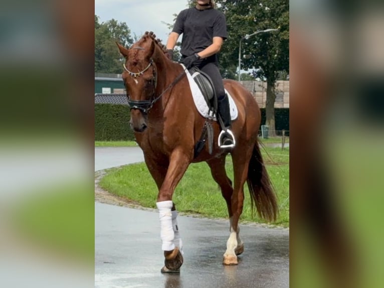 KWPN Castrone 8 Anni 178 cm Sauro in Kaldenkirchen