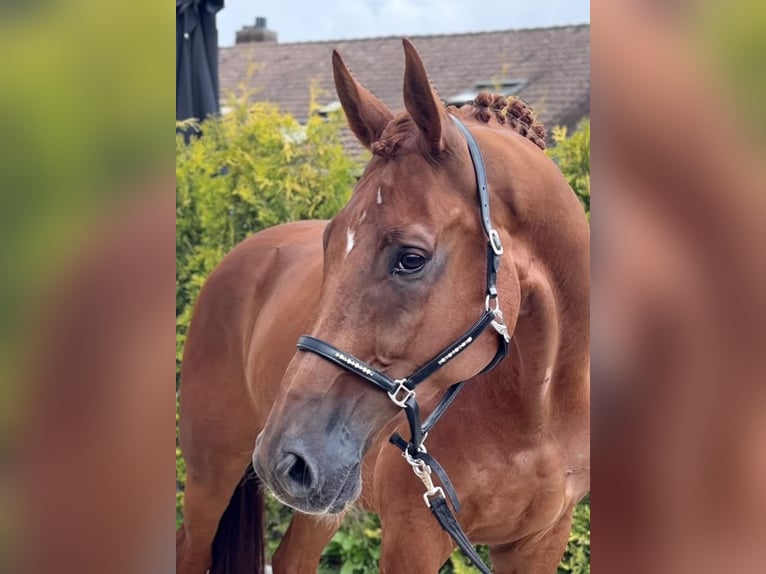 KWPN Castrone 8 Anni 178 cm Sauro in Kaldenkirchen