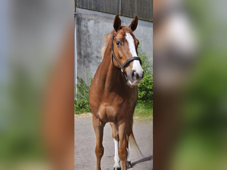 KWPN Castrone 8 Anni 178 cm Sauro in Mayen