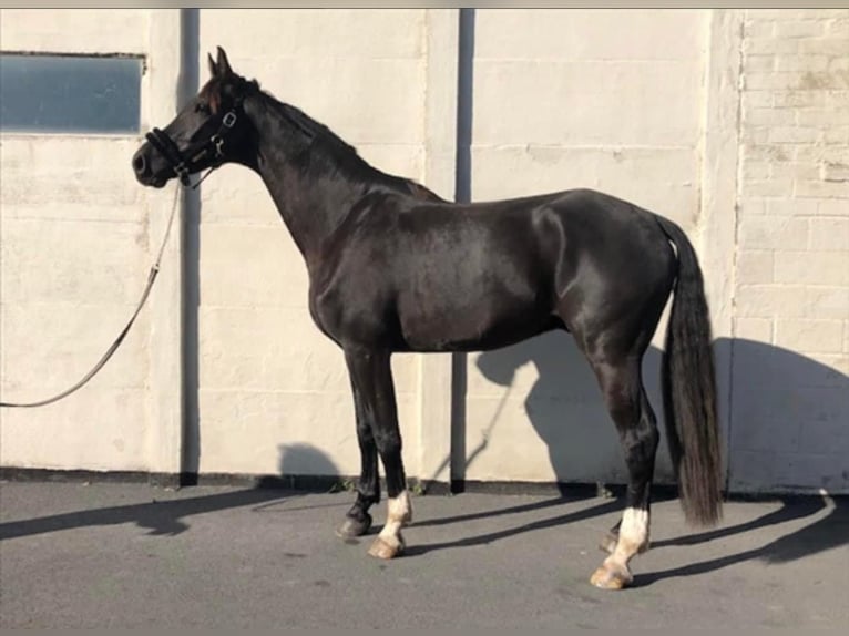 KWPN Castrone 8 Anni 180 cm Baio nero in Lichtervelde