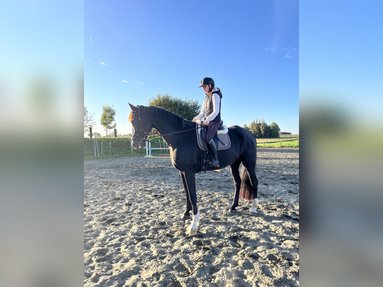 KWPN Castrone 8 Anni 180 cm Baio nero in Lichtervelde