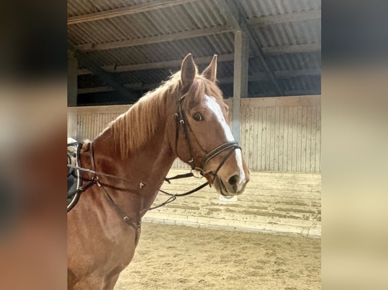 KWPN Castrone 8 Anni 180 cm Sauro in Pelmberg