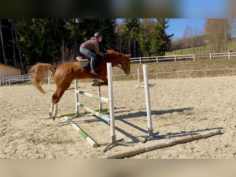 KWPN Castrone 8 Anni 180 cm Sauro in Pelmberg