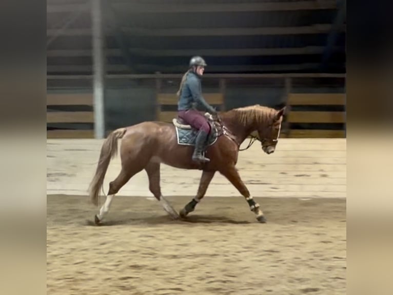 KWPN Castrone 8 Anni 180 cm Sauro in Pelmberg