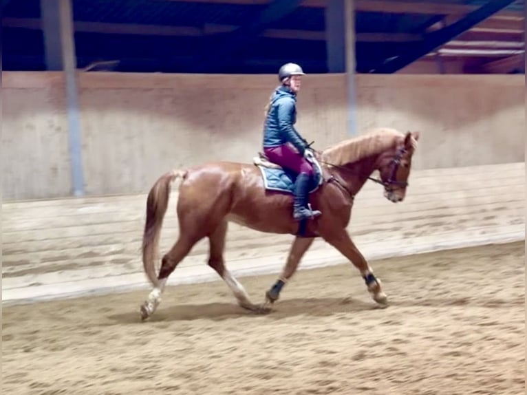 KWPN Castrone 8 Anni 180 cm Sauro in Pelmberg